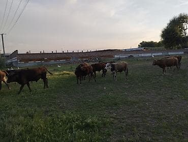 соль для животных: Продаю | Бык (самец) — 5