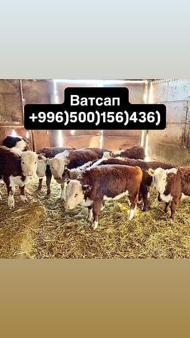 Продаю | Корова (самка), Бык (самец), Тёлка | Ангус, Герефорд, Голштин | На откорм, На забой, Для разведения