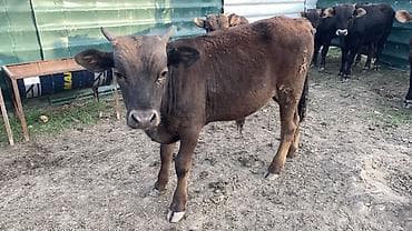 бык производитель: Продаю | Бык (самец) | На откорм — 8
