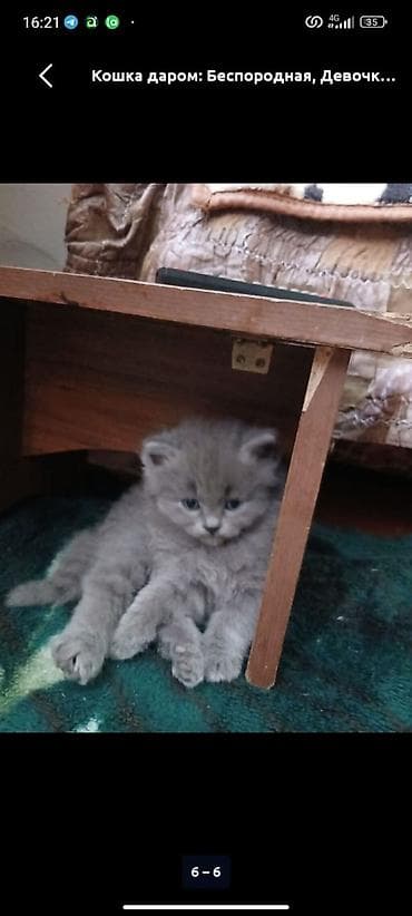 Кошка даром: Беспородная, 3 месяца, Девочка, Приучена к лотку, Проглистована at lalafo.kg Кошка даром: Беспородная, 3 месяца, Девочка, Приучена к лотку, Проглистована