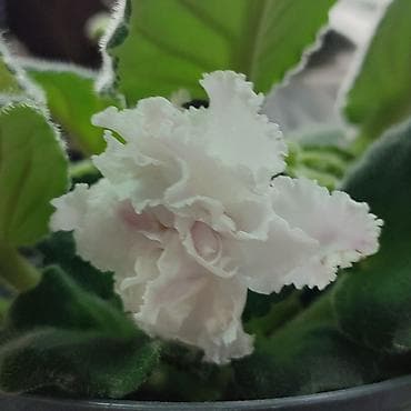 фиалка сорт герцогиня: Фиалка Африканская ночь. Цветущая. 300 сом. (сенполия) с махровыми — 2