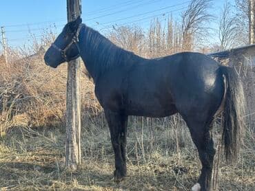 отдам бесплатно вислоухих котят: Продаю | Жеребец | Рабочий — 5