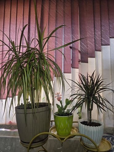 Дом и сад: Комнатные растения: 1) Хамедорея (дипсис) в декоративном горшке - — 6