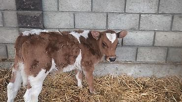 жаныбарлар: Сатам | Бука (эркек), Кунаажын | Голштин, Симментал, Монбельярд | Бордоп семиртүү үчүн, Көбөйтүү үчүн, Сүт алуу үчүн | Жасалма уруктандырылган — 5