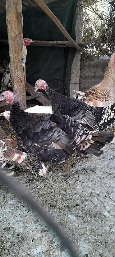 Продаю индюшек,самки
количество 2 штуки at lalafo.kg Продаю индюшек,самки
количество 2 штуки