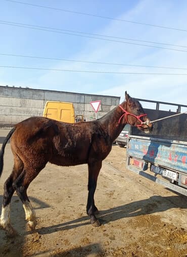 Продаю | Жеребенок | Для разведения