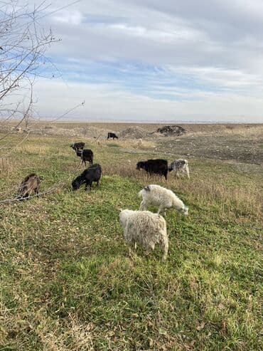 продажа щенков немецкой овчарки в бишкеке с документами: Продаю | Коза (самка), Козлёнок — 1