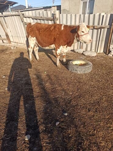 куплю домашнее животное: Продаю | Корова (самка) | Герефорд, Симментальская, Монбельярд | Для разведения, Для молока — 3