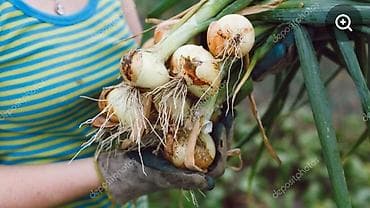 аренда участков: Для сельского хозяйства — 2