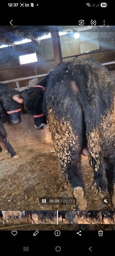 дойних коров: Продаю | Бык (самец) | Полукровка | На откорм | Привязанные — 2