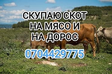 Колбасный цех : Коровы, быки, Лошади, кони, | Любое состояние, Забитый, Круглосуточно