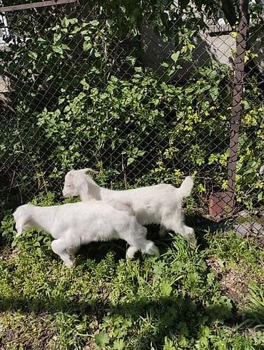 70 сом: Сатам | Улак | Заанен | Көбөйтүү үчүн | Асыл тукумдуу — 6