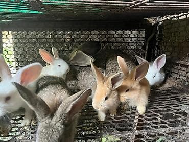 декоративные камины: Продаю крольчат породы Фалндр,возраст 1 месяц,на первом фото папа вес — 4