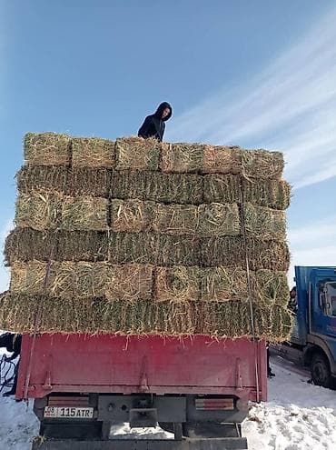 Услуги ветеринара: Сено в тюках (прессованное, 20% с камышом плотный метровый 25 кг -+ - — 3