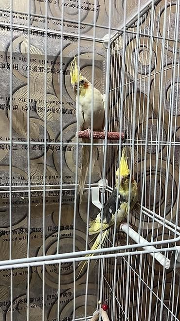 куплю попугая: Продаю волнистых попугаев вместе с клеткой. 2 активных и здоровых — 3