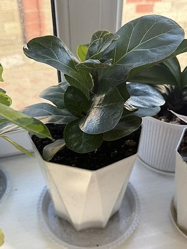 Сейфтер: Комнатные растения в декоративных горшках (набор). Состав набора: - — 2