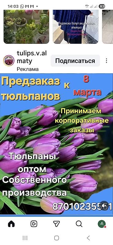 тюльпан оптом бишкек: Тюльпаны цветы собственного производства.Голланские ЛУКОВИЦЫ - — 4