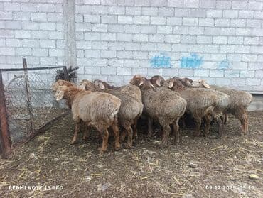 Грызуны: Продаю | Овца (самка) | Для разведения | Племенные — 2