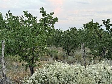 совхоз фрунзе бишкек: 250 соток, Для сельского хозяйства — 5