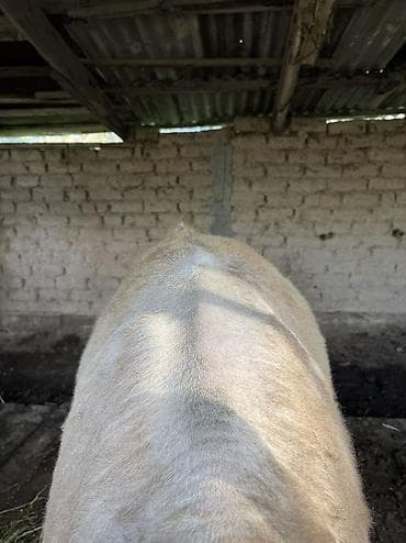 бамбуковая мышь: Продаю | Музоо, торпок | Швицкая | На откорм | Искусственник — 7