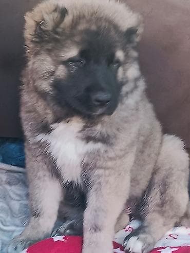 Собаки: Тяньшанский медведь 🐻 открыто продажа щенков кавказской овчарки — 1