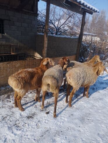 собаки ош: Продаю | Ягненок | Арашан | Для разведения | Матка, Ярка — 3
