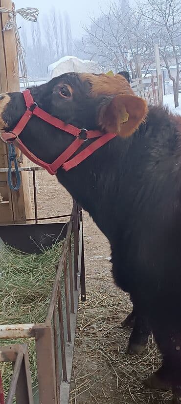 купить рыбу клоуна: Ангус три штуки супер — 3