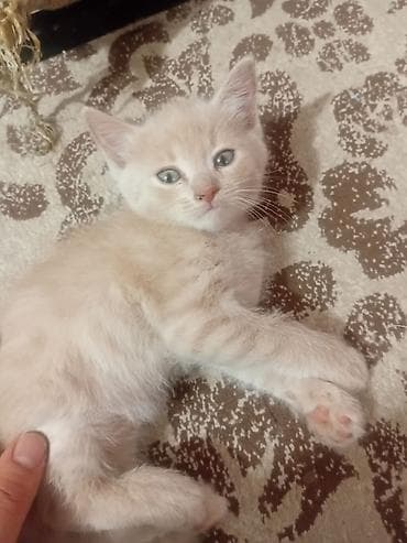 манчкин котенок: Отдам в хорошие руки Котята, короткошёрстные, домашние. Описание: - — 2