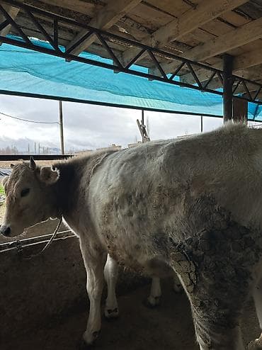 ат ургачы: Продаю | Тёлка — 1