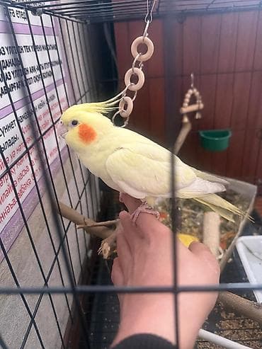 Продаю кореллу мальчик ручной любит когда ему голову чешут ☺️ любит