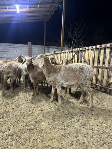 Продаю | Овца (самка) | Для разведения | Племенные