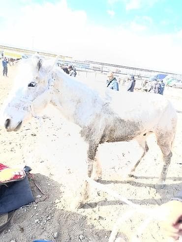 абиссинская кошка бишкек: Продаю | Жеребец | Полукровка | Рабочий — 1