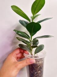 Инструменты: Фикус Мокламе 🌿 Красивое, компактное комнатное растение с густой — 3