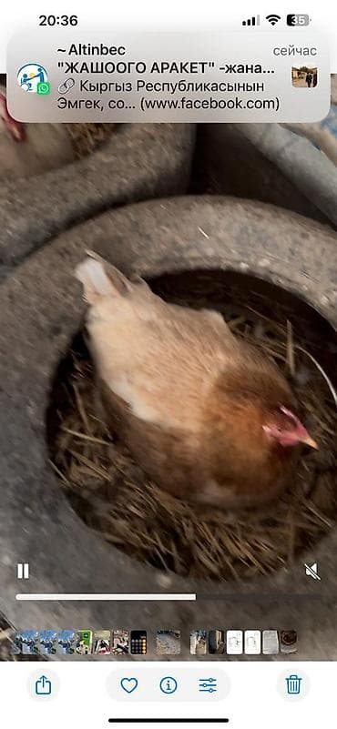 яйцо страуса для инкубации: Продаю | Куры | Домашняя | Для разведения — 4