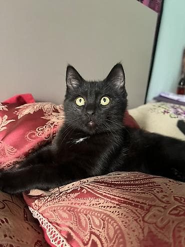 Котёнок, чёрный короткошёрстный - Окрас: насыщённый чёрный с