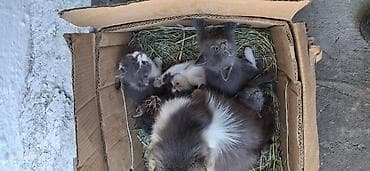 коша: В Добрые руки,2 месяца котятам — 5