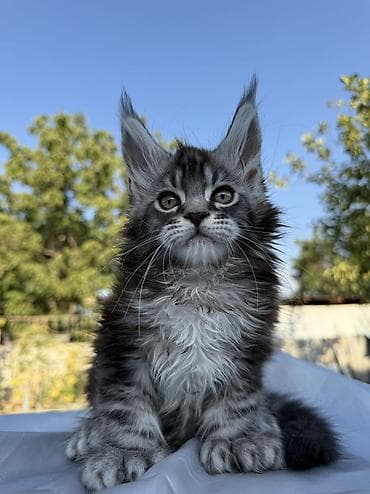 шпиц: фото цена: Мейн-кун, 2 месяца, Мальчик, Приучена к лотку, Проглистована, С документами — 7