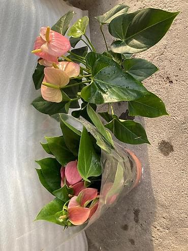 Комнатные растения: 💐Женское счастье белок по 1000с, 💐красное мурское счастье по 1000с — 4