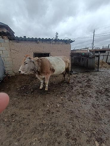 абиссинская кошка бишкек: Продаю | Корова (самка) | Полукровка | Для разведения — 1