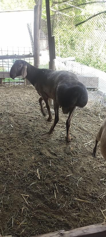 Сатам | Кочкор (эркек) | Арашан | Көбөйтүү үчүн | Жасалма жол менен боозутуу — 4