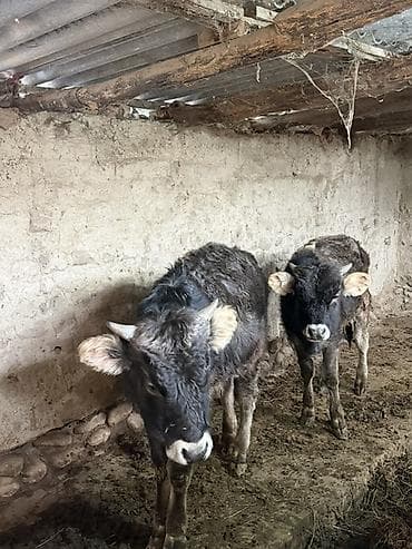 ящик для цыплят: Продаю | Бык (самец), Тёлка | На откорм — 1