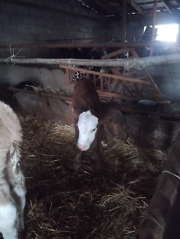 Иттер: Сатам | Кунаажын | Бордоп семиртүү үчүн — 1