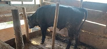 сколько стоят попугаи волнистые: Продаю | Бык (самец) | На откорм | Привязанные — 1