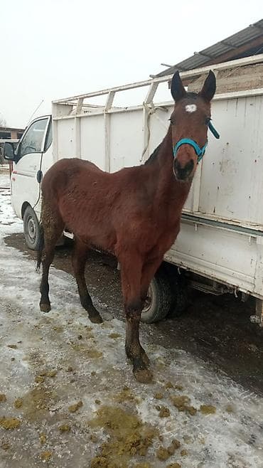 Продаю | Жеребенок