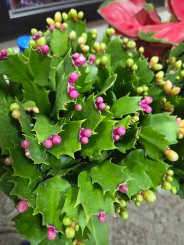 для капельного полива: Драцена (вариэгатная, полосатые листья) в декоративном белом горшке — 2