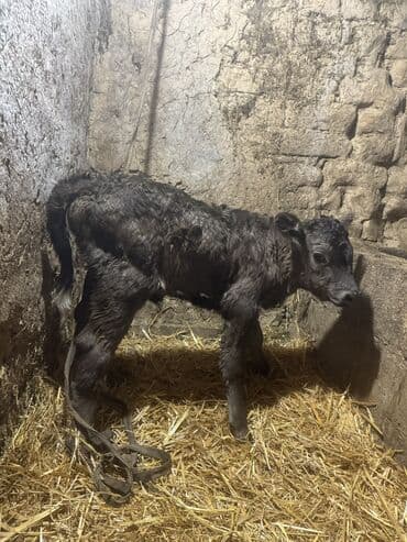 уй животных: Продаю | Музоо, торпок | Бельгийская | На откорм | Искусственник — 1