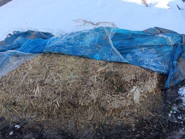 Продаю силос по 4сома находится в селе Кенеш