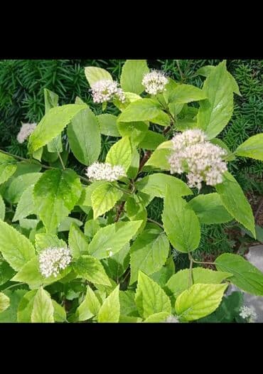 березы саженцы: Предлагается саженец кустарника с развитой корневой системой, готовый — 6