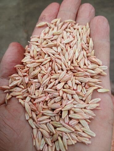 трилон б: Продаю семена канадского, шести рядного, высокоурожайного ячменя сорт — 3