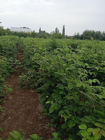 марс: Участок сатылат сокулукта 6 сотых. 108$ баасы — 1